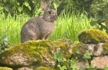 Bruyère en Fleur - Photo 25