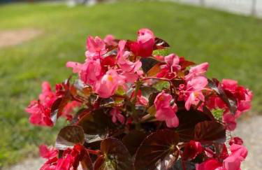 B&B Dolce Sogno - Foto 24