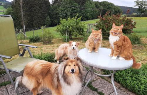 ruhiges Wohnen am Lama und Maine Coon Hof in Alleinlage in Biederbach 3 Zimmer mit Kochgelegenheit Bad - Foto 60