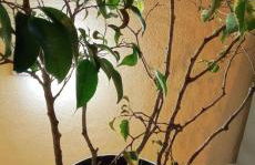 Recanto das Neves - Foto 40