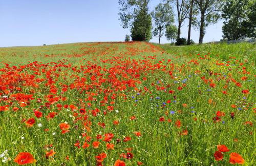 Stara Karczma Sypitki - Foto 25