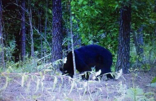 The Bird House near Fall Creek Falls State Park - Foto 33