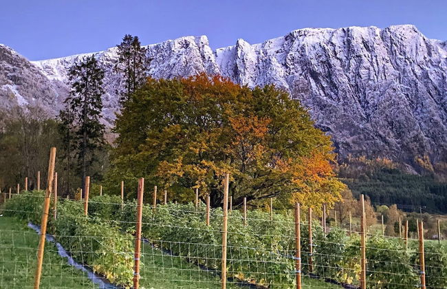 12 Person Holiday Home in Alfoten - Foto 31