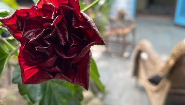 Casa Rústica proximo da praia - Foto 3, Garden, Garden view