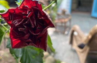 Casa Rústica proximo da praia - Foto 3