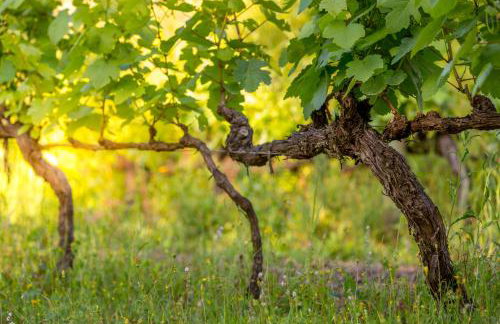 Lemon Tree Cottage at Terrus Winery - Foto 11