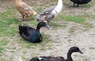 Pension Entenhausen - Foto 44