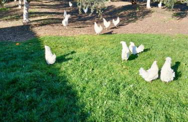 La Casa del Flamenco - Foto 46