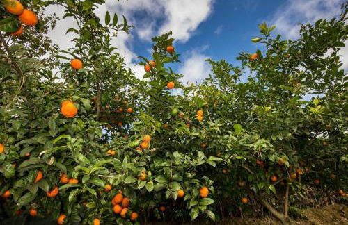 Quinta dos Curubas - Foto 32