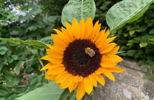 Trillow House, Clungunford, Ludlow - Foto 26