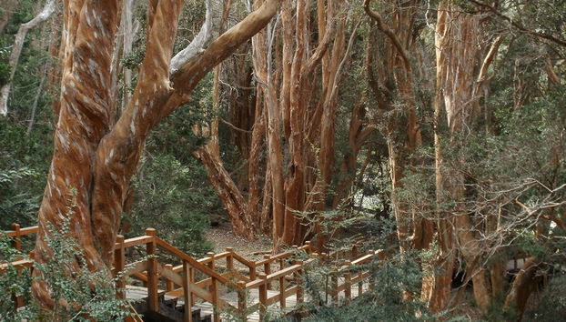 Victoria Island und Myrtle Forest - Tagestour - Foto 5