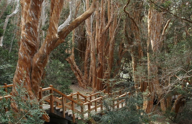 Victoria Island und Myrtle Forest - Tagestour - Foto 5