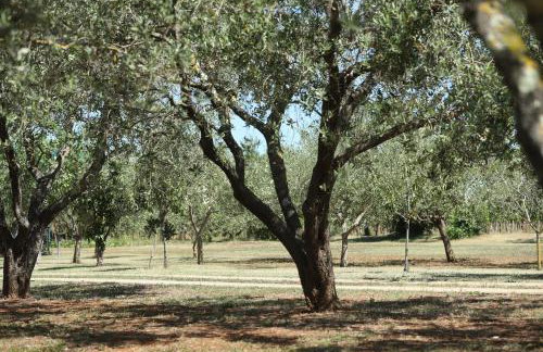 Uliveto Apartment - Foto 42