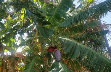 The Garden House - Foto 12