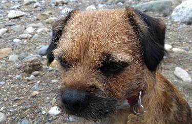 Escape to Anglesey, Dog Friendly - Photo 40