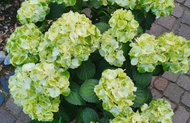 Ferienwohnung Zur Sonne - Foto 11