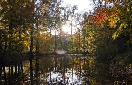 Berrywood Cottage - Foto 34