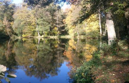 alte Apotheke - Foto 35