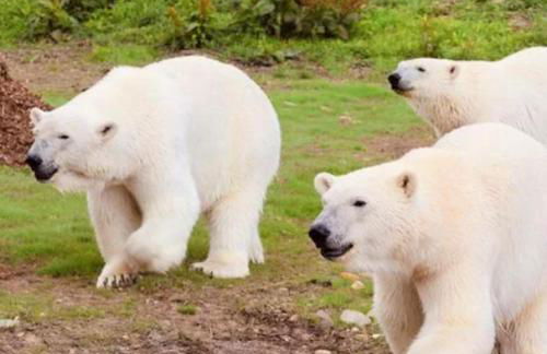 Classy 2 Bed Near Alton Towers, Polar Bears, Peak District - Foto 43