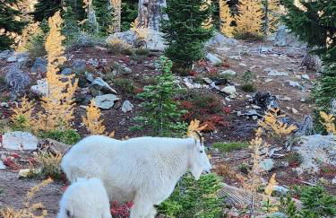 Cascade River Bungalow in the North Cascades - Foto 19