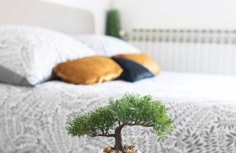 Bonsai - Foto 5