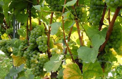 Gästehaus Guntersblum - Foto 38