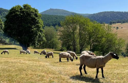 Chamois Rouge - Foto 30