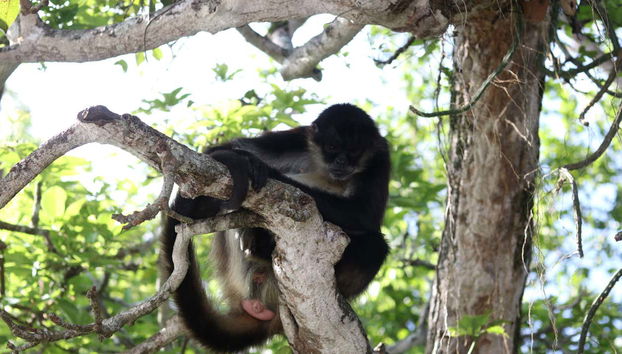 isla de los monos en Catemaco