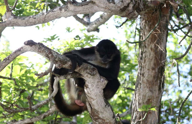 Excursion à Los Tuxtlas et Catemaco - Photo 2