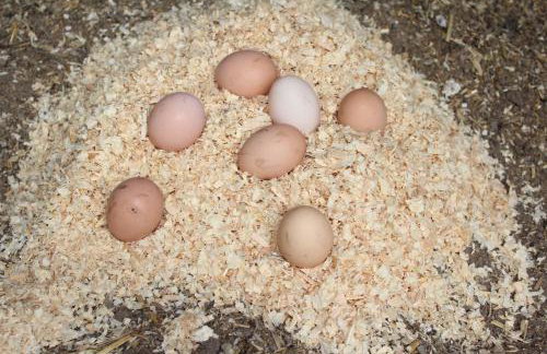 Ottawa Family Nest - Foto 33