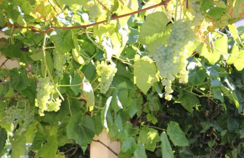 Villa Relax - Ferienwohnungen & Hallenbad & Relaxgarten - Foto 62