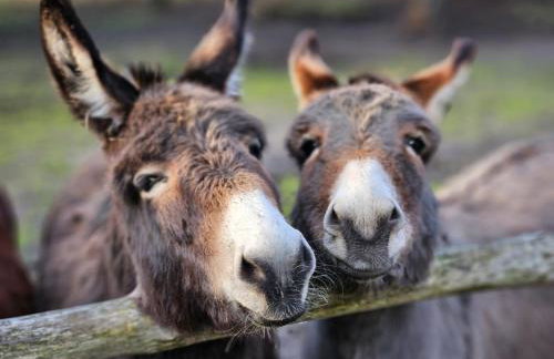 Agroturystyka Traperska Osada - Foto 17