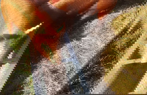 Dartmoor Reach Alpaca Farm - Foto 75