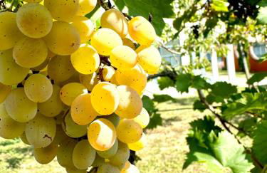 Casa del Vigneto - NEW near VENICE - rooms+bathroom - INDEPENDENT - Foto 26