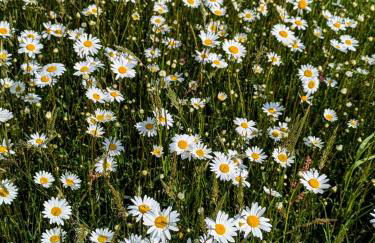 La Vieille Maison aux Canards - Foto 45