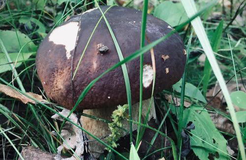 Willa na Kaszubach - Foto 24