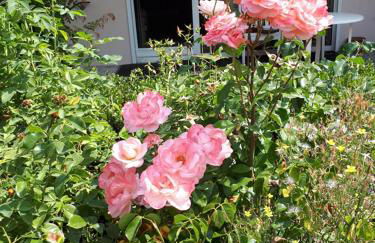 Entire house, quiet city location, garden, parking - Photo 15