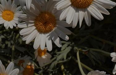 Tiny House Gänseblümchen - Photo 28