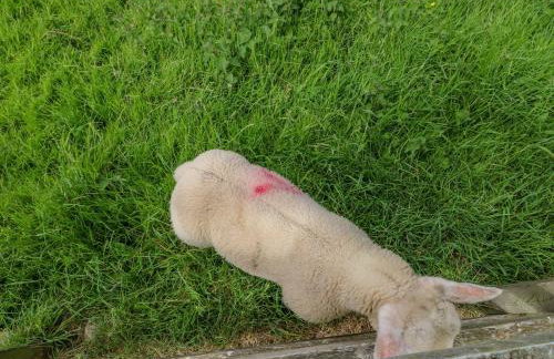 Moorgair Cottage - Foto 28