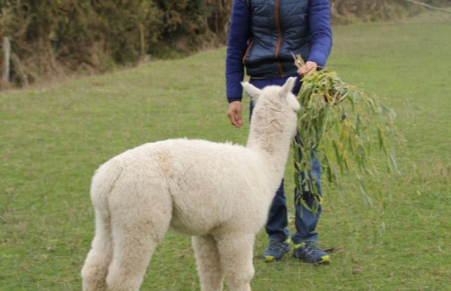 Silverstream Alpaca Farmstay and Tour - Foto 28