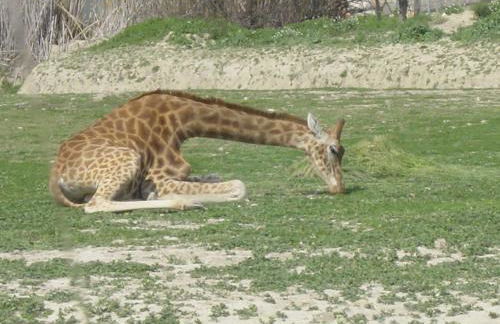 Chez Odile - Foto 19