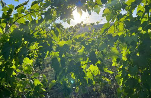 Vineyard Farmhouse in Massignano - Foto 32