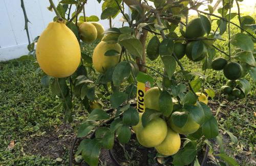 Enjoy The Salt Life Private Salt Pool Walk 2 Beach Relax in Jax - Foto 39