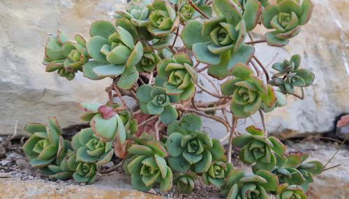 Vivenda Arcobaleno Portugal - Foto 5, Garden