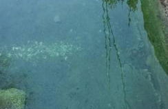 Casa da Ilha Granjal Treixedo - Foto 38