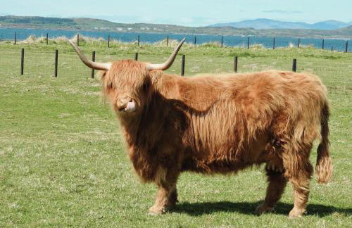 Bracken Cottage - Foto 36