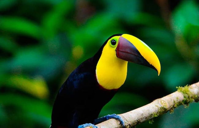 Mindo Eco chalet - Foto 40