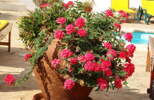 Ninho Da Poupa - Foto 69