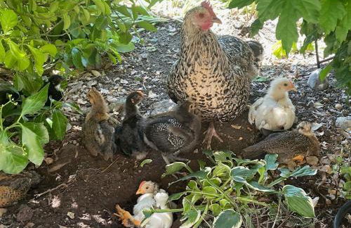 Hofgut Bergchalet Mirabell - Natururlaub am Bodensee - Foto 53