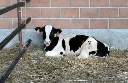 Azienda agrituristica Scotti - Foto 11